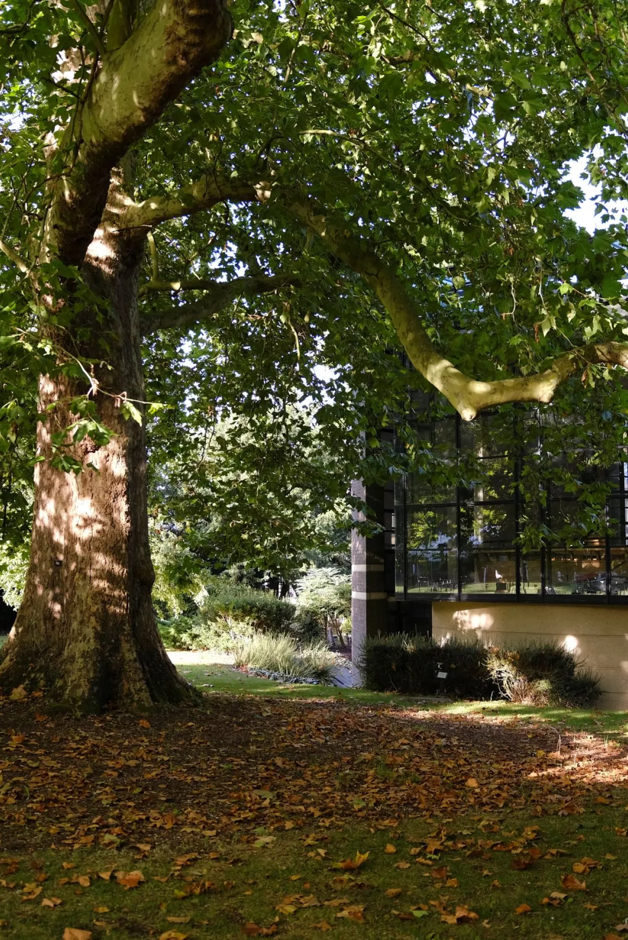 London plane tree and Chapel