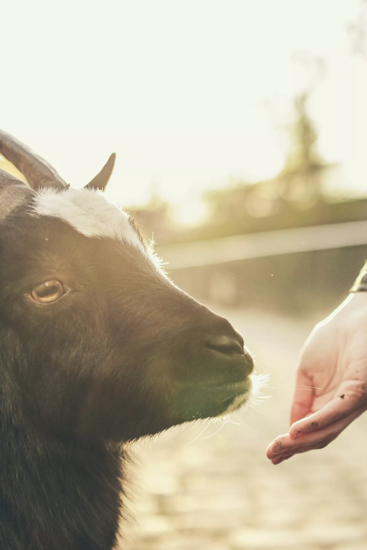 a hand is held out towards a goat