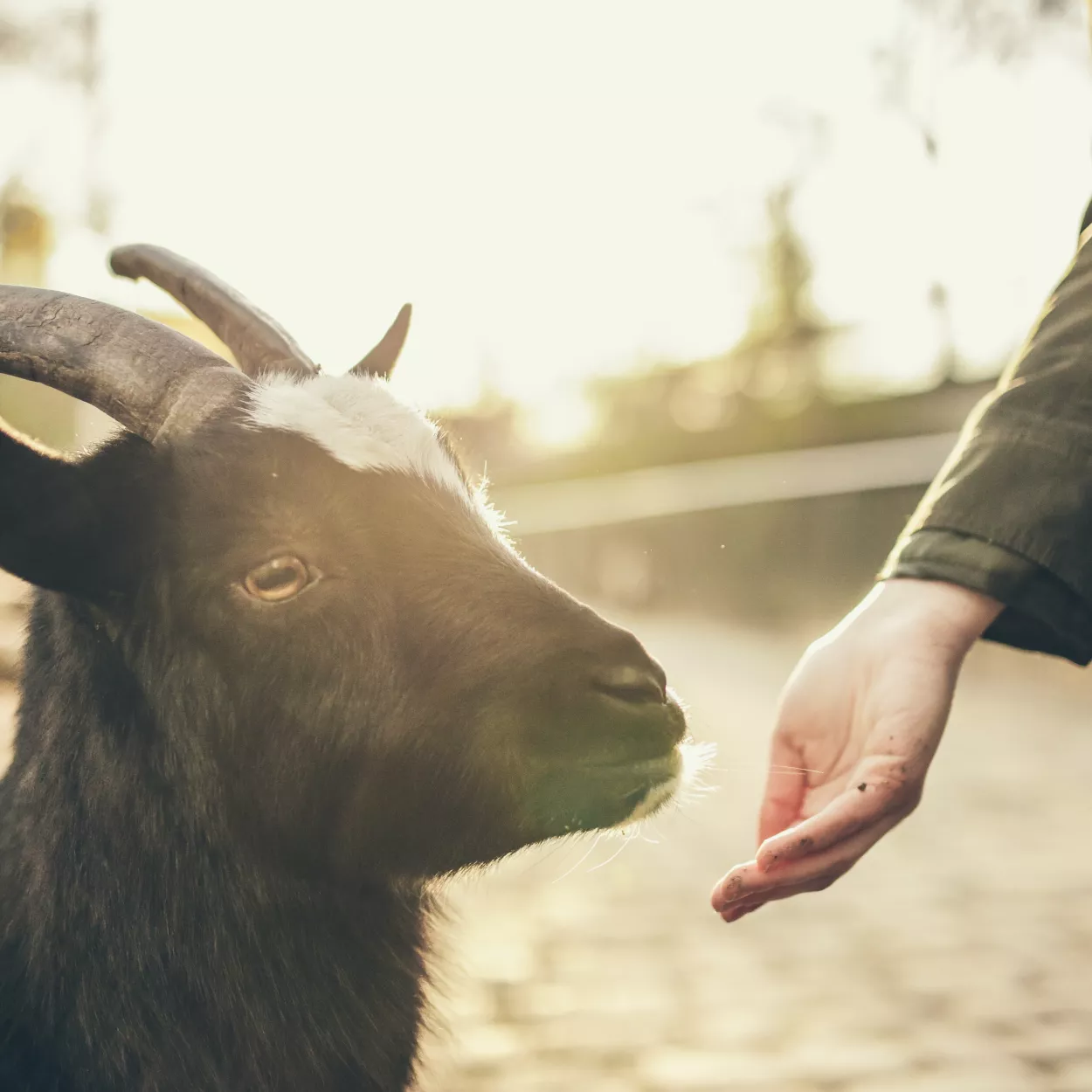 a hand is held out towards a goat